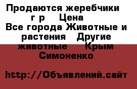 Продаются жеребчики 14,15 16 г.р  › Цена ­ 177 000 - Все города Животные и растения » Другие животные   . Крым,Симоненко